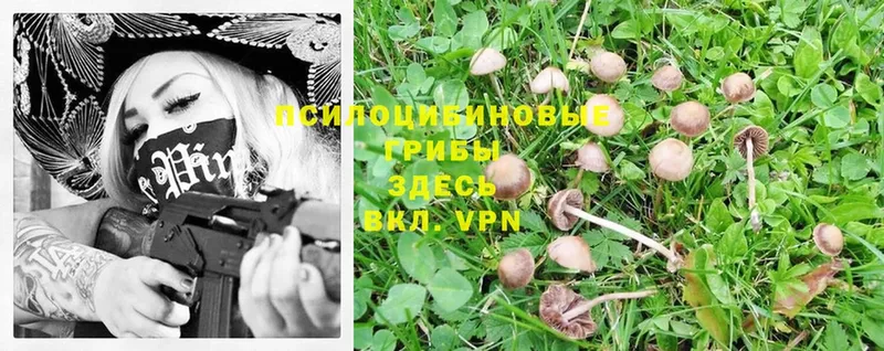 это Telegram  Горняк  Галлюциногенные грибы Magic Shrooms 